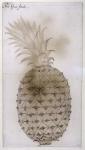 Pineapple, (pencil, w/c & bodycolour on paper)