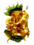 Chiquita Sunflower (digital photogram, digital original print)