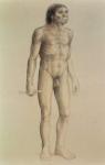 Homo erectus (pencil on paper)