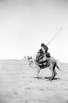 Bedouin warrior making his camel kneel, 1900-20 (b/w photo)