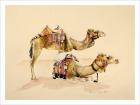 Camels from Petra, 2007 (w/c on paper)