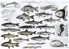 Ichthyology, Osseous Fishes, Marisipobranchs (litho) (b/w photo)