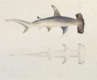 A Hammer-headed Shark, Loheia, formerly attributed to James Bruce (1730-94) (w/c and gouache over graphite on paper)