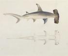 A Hammer-headed Shark, Loheia, formerly attributed to James Bruce (1730-94) (w/c and gouache over graphite on paper)