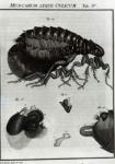 Table IV of Flies and Fleas (engraving) (b/w photo)