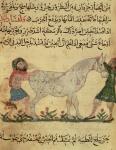 A veterinarian helping a mare to give birth, illustration from the 'Book of Farriery' by Ahmed ibn al-Husayn ibn al-Ahnaf, 1210 (vellum)