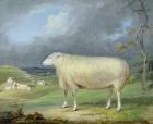 A Border Leicester Ewe (oil on canvas)