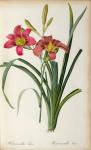 Hemerocallis fulva, from `Les Liliacees', 1805 (coloured engraving)