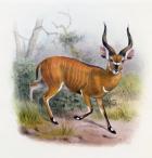 The Broad Horned Antelope, from 'The Book of Antelopes', (colour litho)