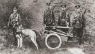 British army using dogs to pull a machine gun during World War I, from 'The Illustrated War News', 1915 (b/w photo)