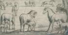 Mares and Foals, 17th century (drawing)