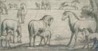 Mares and Foals, 17th century (drawing)