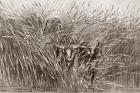 Boy leading water buffalo through tall grass in South Africa, from 'L'Univers Illustré', 1866 (engraving)