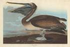 Brown Pelican, 1838 (coloured engraving)