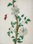 Flower Studies, 18th century (watercolour)