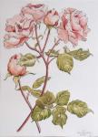 Roses,Abraham Derby, 2012,(pencil and watercolour on handmade paper)
