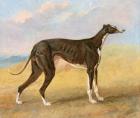 One of George Lane Fox's Winning Greyhounds: the Black and White Greyhound, Turk, also known as Eagle, 1822 (oil on panel)
