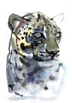 Arabian Leopard, 2008 (w/c on paper)