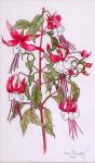 Fuchsias, 2000,pencil with water colour