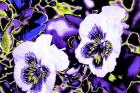 Pansies, from the series, Blue Flowers, 2012, (photograph)