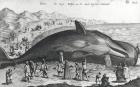 Dead whale (engraving) (b/w photo)