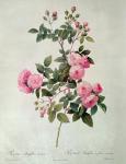 Les Roses de Thory, Rosa Multiflora Carnea (lithograph)