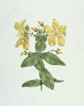 Feel-Fetch (Hypericum quartinianum) (w/c over graphite on paper)