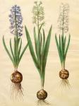 Hyacinthoides orientalis from the album Gottorfer Codex, c.1650 (gouache on parchment)