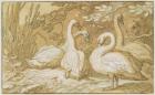 A Group of Swans (pen and wash and bodycolour on paper)