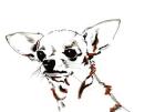 Big Ears the Chihuahua, 2012 (pen, ink on paper)