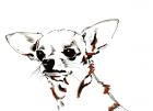 Big Ears the Chihuahua, 2012 (pen, ink on paper)