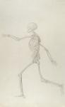 Human Skeleton, Lateral View seen from the Left, Running, illustration from 'A Comparative Anatomical Exposition of the Structure of the Human Body with that of a Tiger and a Common Fowl', 1795-1806 (graphite on thin wove paper)