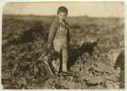 6 year old Jo pulling sugar beets on a farm near Sterling, Colorado, 1915 (b/w photo)