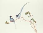 Red-billed blue magpies, on a branch with red berries, Ch'ien-lung period (1736-96) (colour on paper)