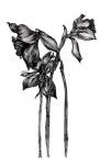 Black Daffodils, Black Ink Floral Series, 2017, (pigment ink)
