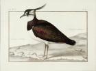 A Lapwing (w/c on vellum)