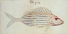 Blue striped grunt fish (w/c on paper)