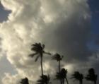 Palm Trees in wind