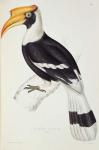 Buceros Cavatus, from 'A Century of Birds from the Himalaya Mountains', 1830-32 by John Gould (1804-81) (colour litho)
