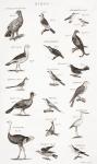 Different types of birds (engraving)