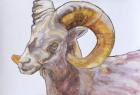 American Long Horn, 2004 (watercolour and acrylic on gesso on paper)
