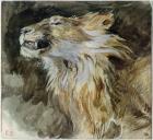 The Head of a Lion (watercolour on paper)