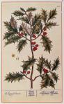 Holly from 'A Curious Herbal', 1782