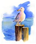 Seagull on dock, 2014, (watercolor)