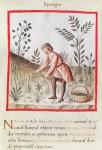 Ms 3054 fol.23v Harvesting Asparagus, from 'Tacuinum Sanitatis' (vellum)