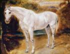 White Horse (oil on canvas)