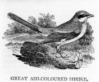 Great Ash-Coloured Shrike, illustration from 'The History of British Birds' by Thomas Bewick, first published 1797 (woodcut)