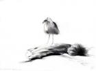 California Seagull, 2012, (charcoal on paper)