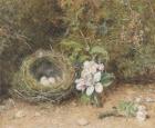 Bird's Nest with Sprays of Apple Blossoms, c.1845-50 (bodycolour and w/c with chalk and gum on paper)