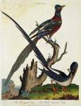 The Senegal Coly and the White Backed Coly (colour litho)